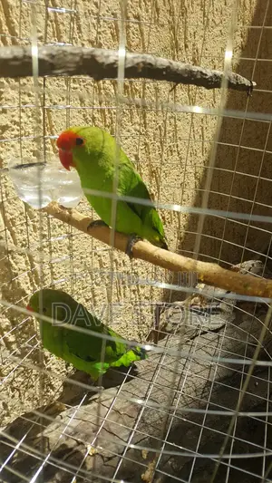 Awesome Parrots. With Homes