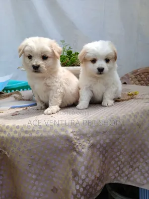 Photo - 1-3 months Male Purebred Maltese