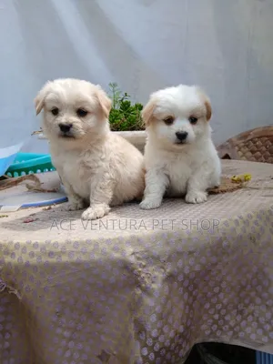 1-3 months Male Purebred Maltese