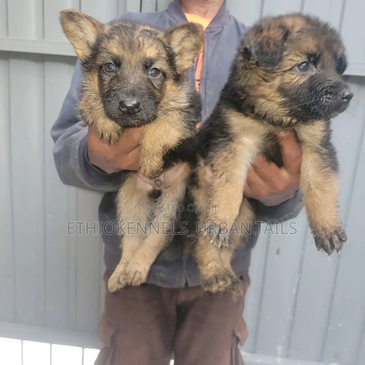 1-3 months Male Purebred German Shepherd