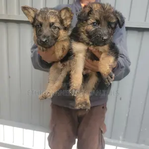 1-3 months Male Purebred German Shepherd