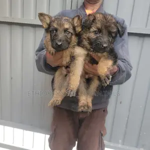 1-3 months Male Purebred German Shepherd