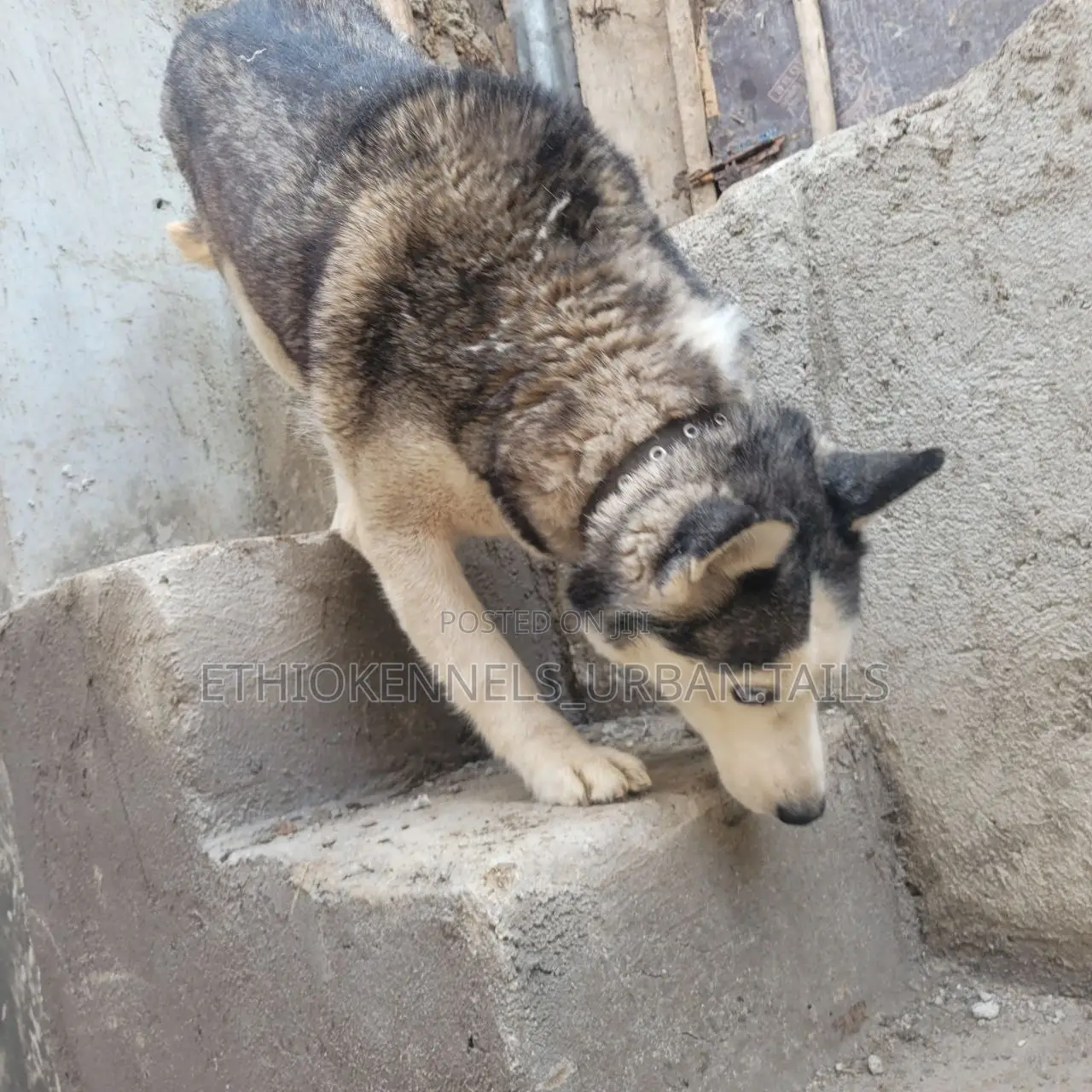 6-12 months Female Purebred Siberian Husky