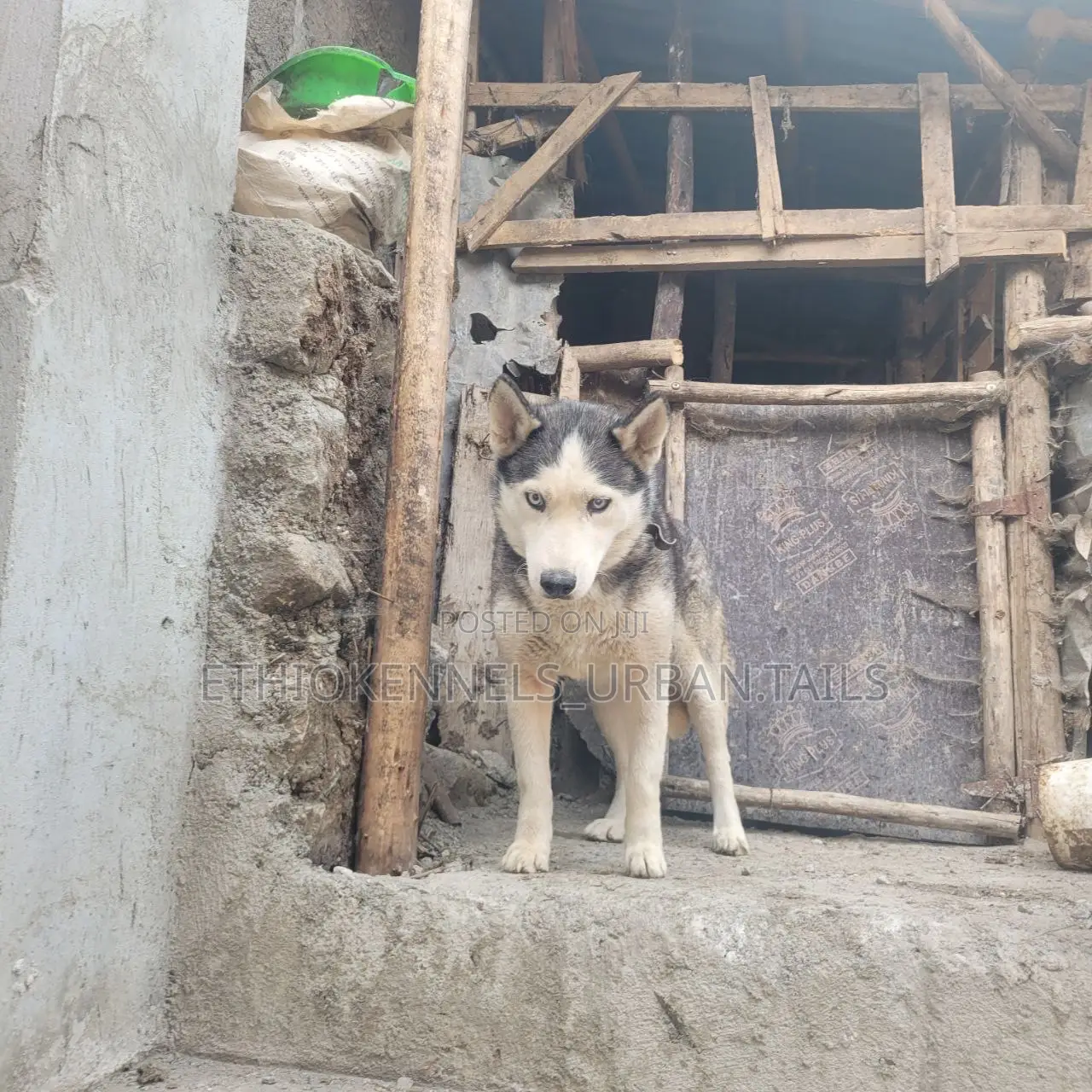6-12 months Female Purebred Siberian Husky