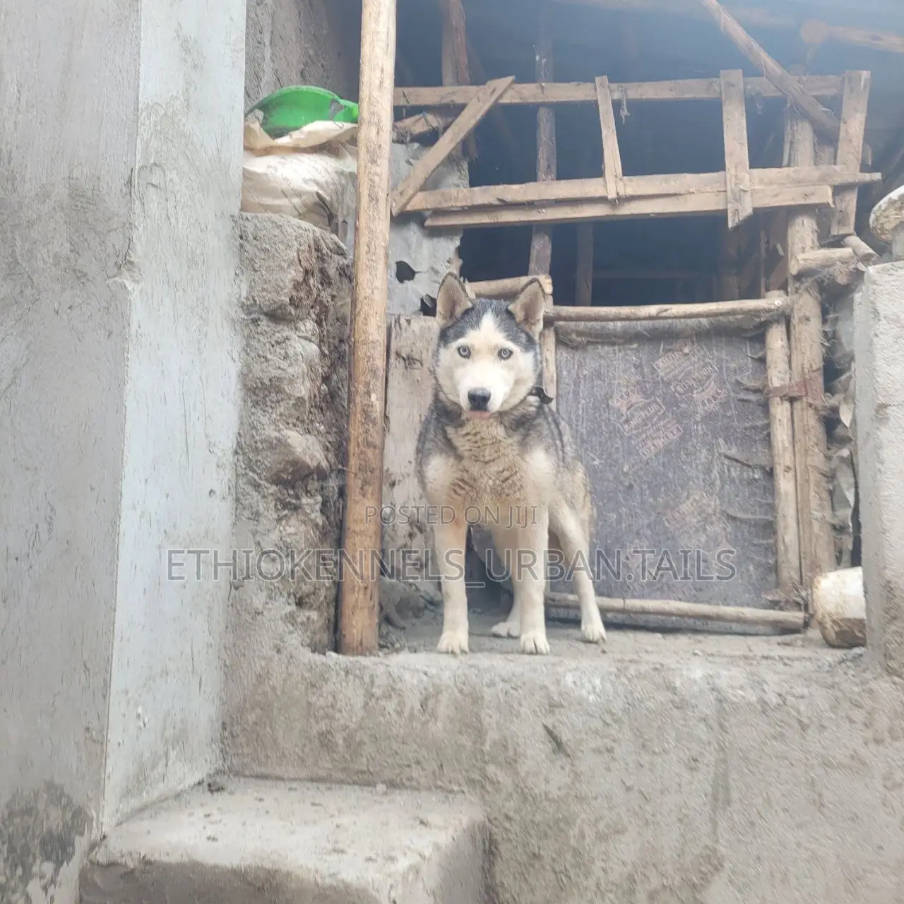 6-12 months Female Purebred Siberian Husky