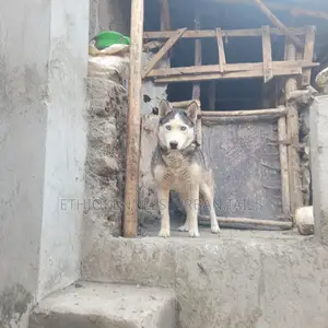 6-12 months Female Purebred Siberian Husky