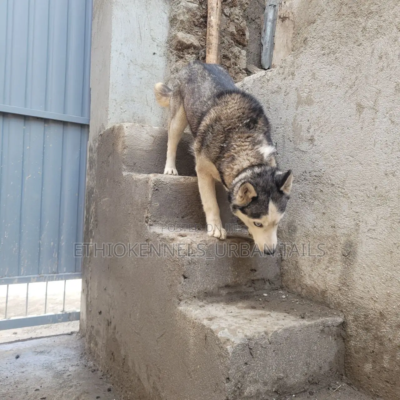 6-12 months Female Purebred Siberian Husky