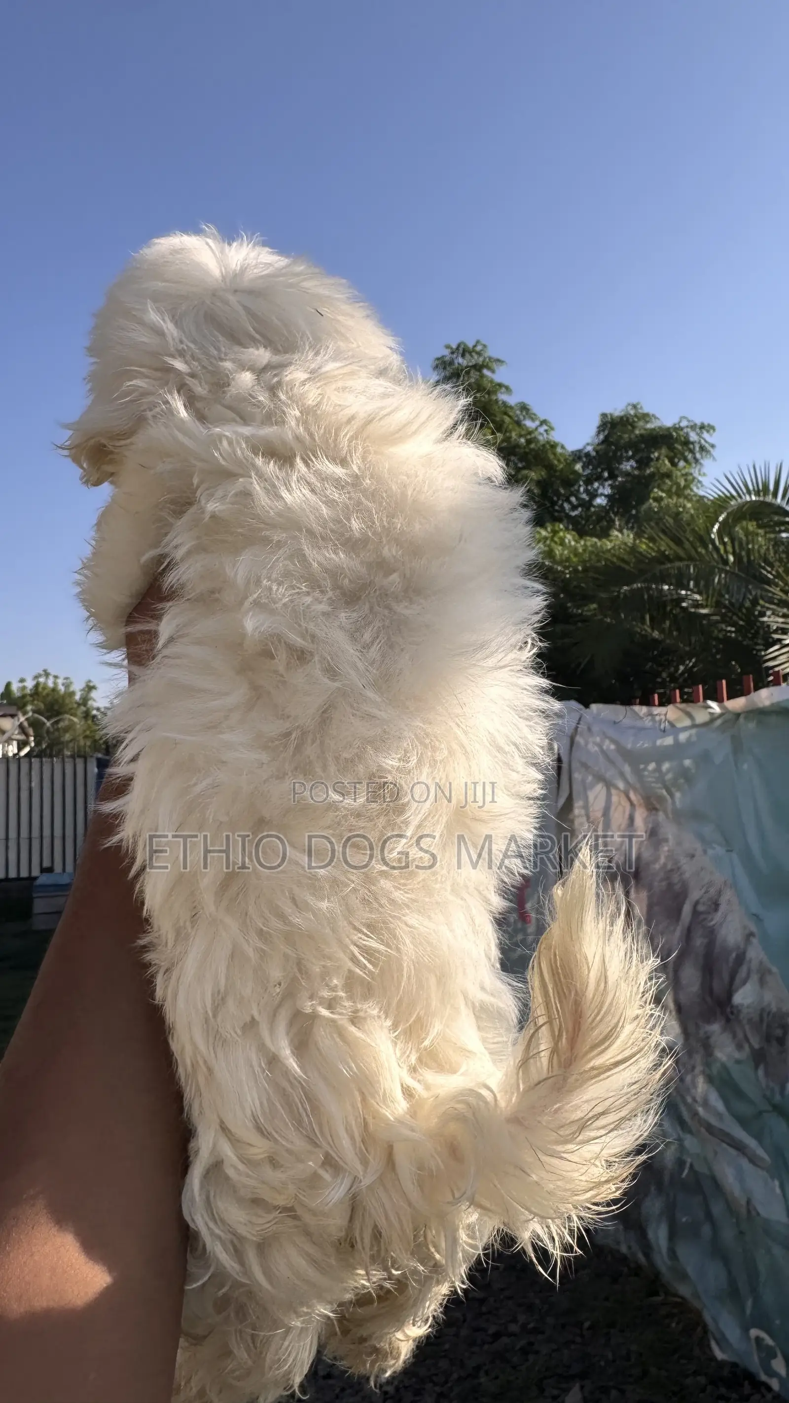 1-3 months Male Purebred Maltese