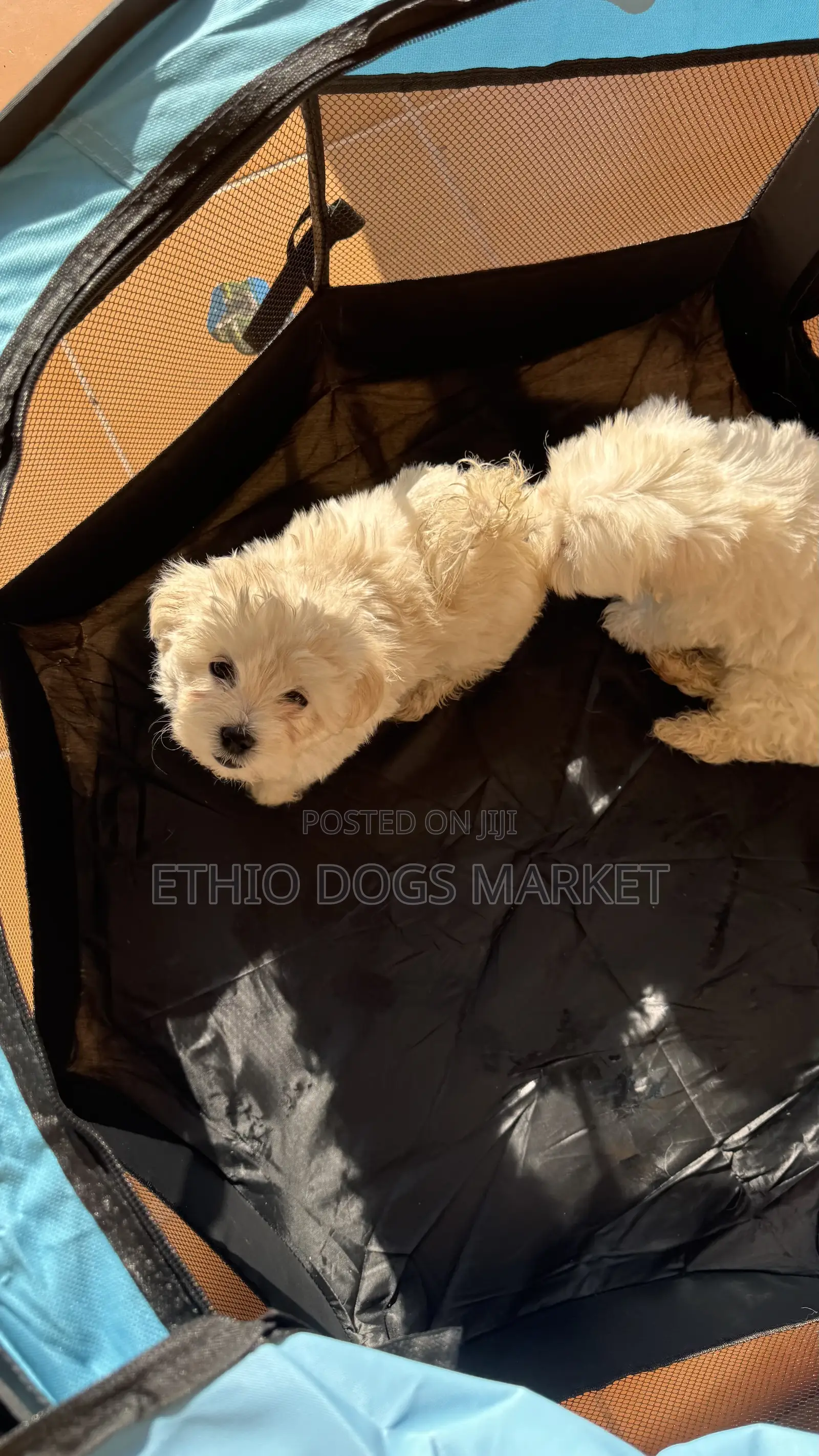 1-3 months Male Purebred Maltese