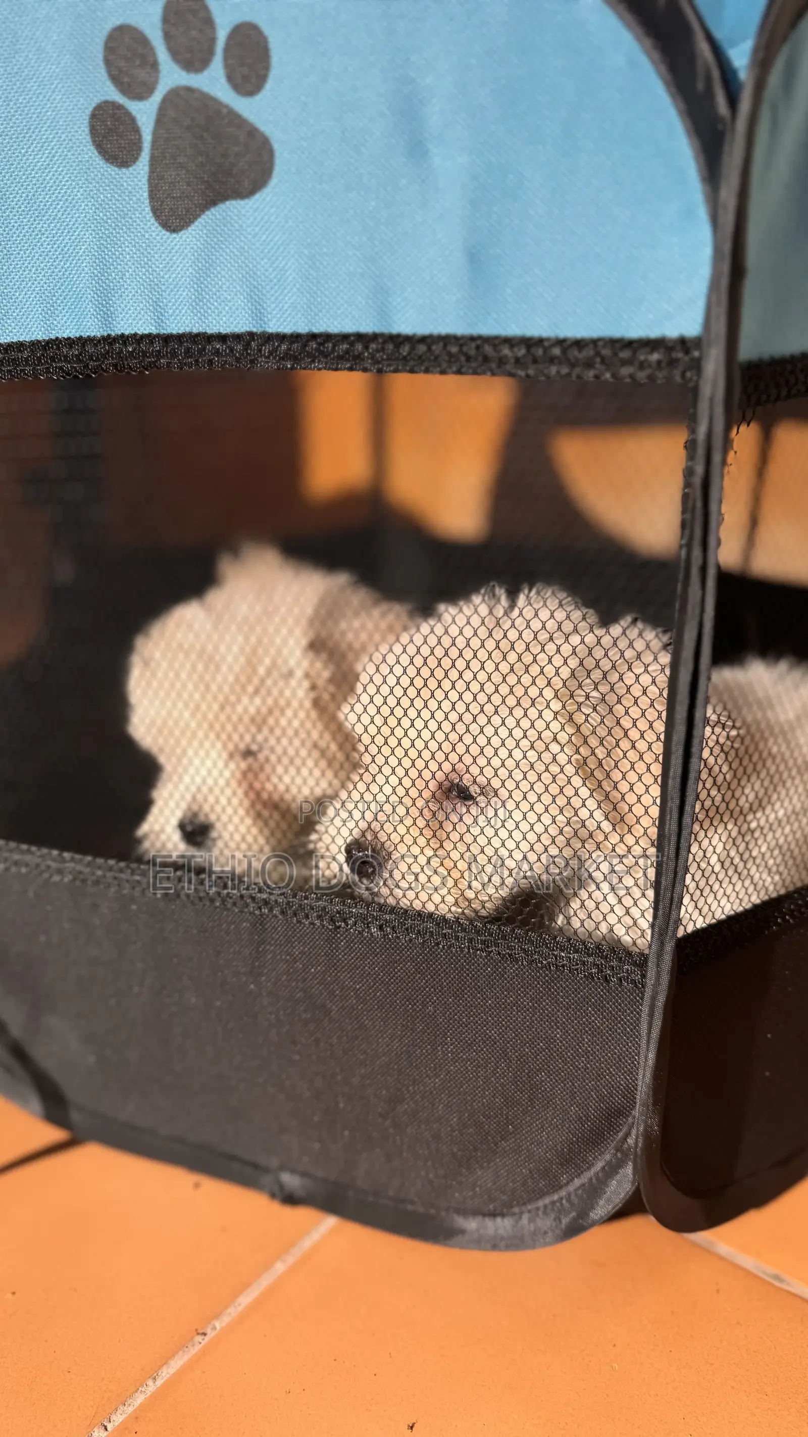 1-3 months Male Purebred Maltese