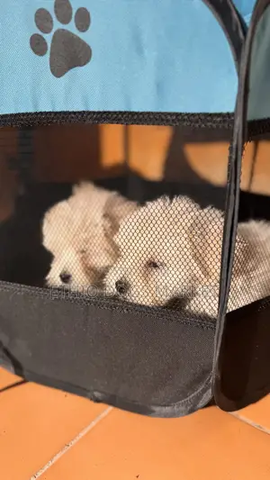 1-3 months Male Purebred Maltese