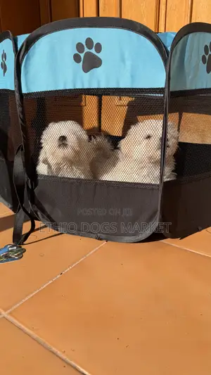 1-3 months Male Purebred Maltese