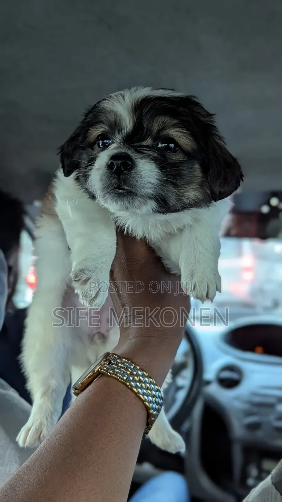 1-3 months Male Purebred Maltese