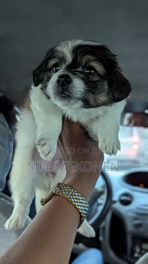 1-3 months Male Purebred Maltese