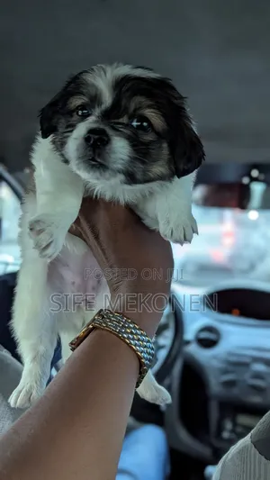 1-3 months Male Purebred Maltese