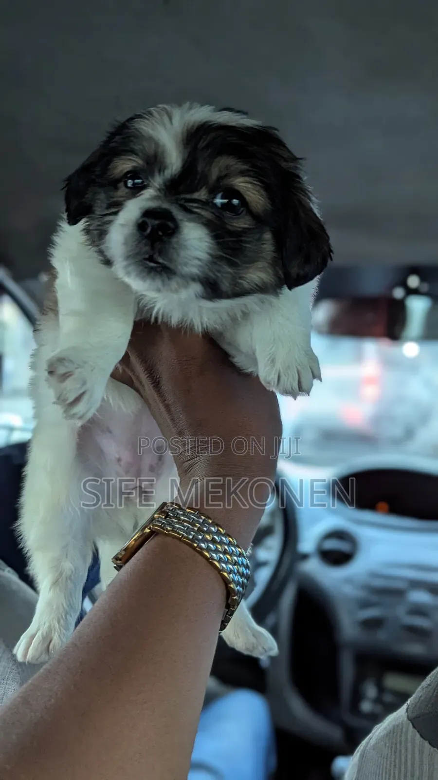 1-3 months Male Purebred Maltese