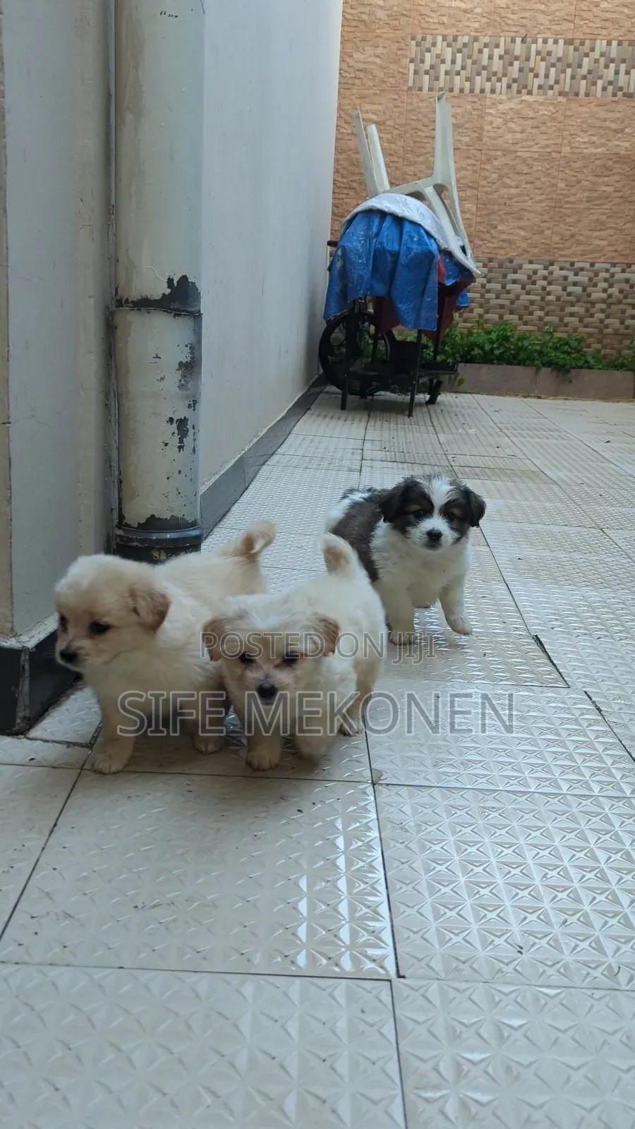 1-3 months Female Purebred Maltese