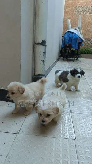 1-3 months Female Purebred Maltese