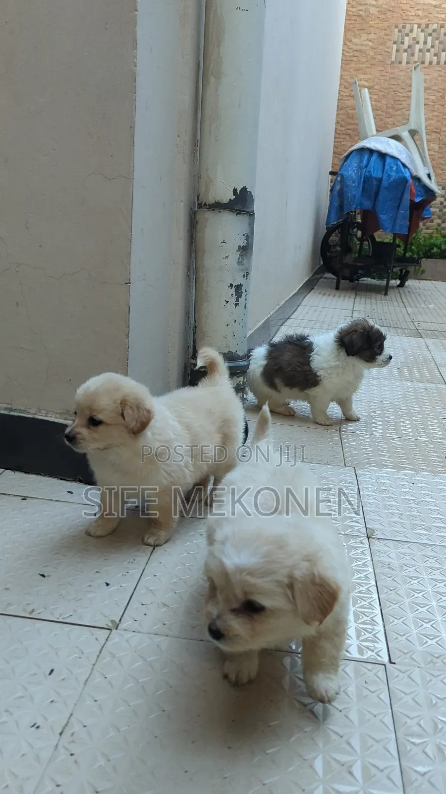 1-3 months Female Purebred Maltese