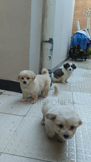 Photo - 1-3 months Female Purebred Maltese