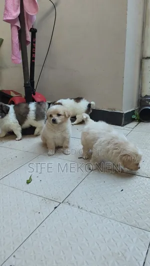 1-3 months Female Purebred Maltese