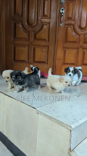 Photo - 1-3 months Male Purebred Maltese