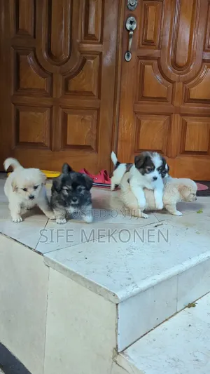 1-3 months Male Purebred Maltese