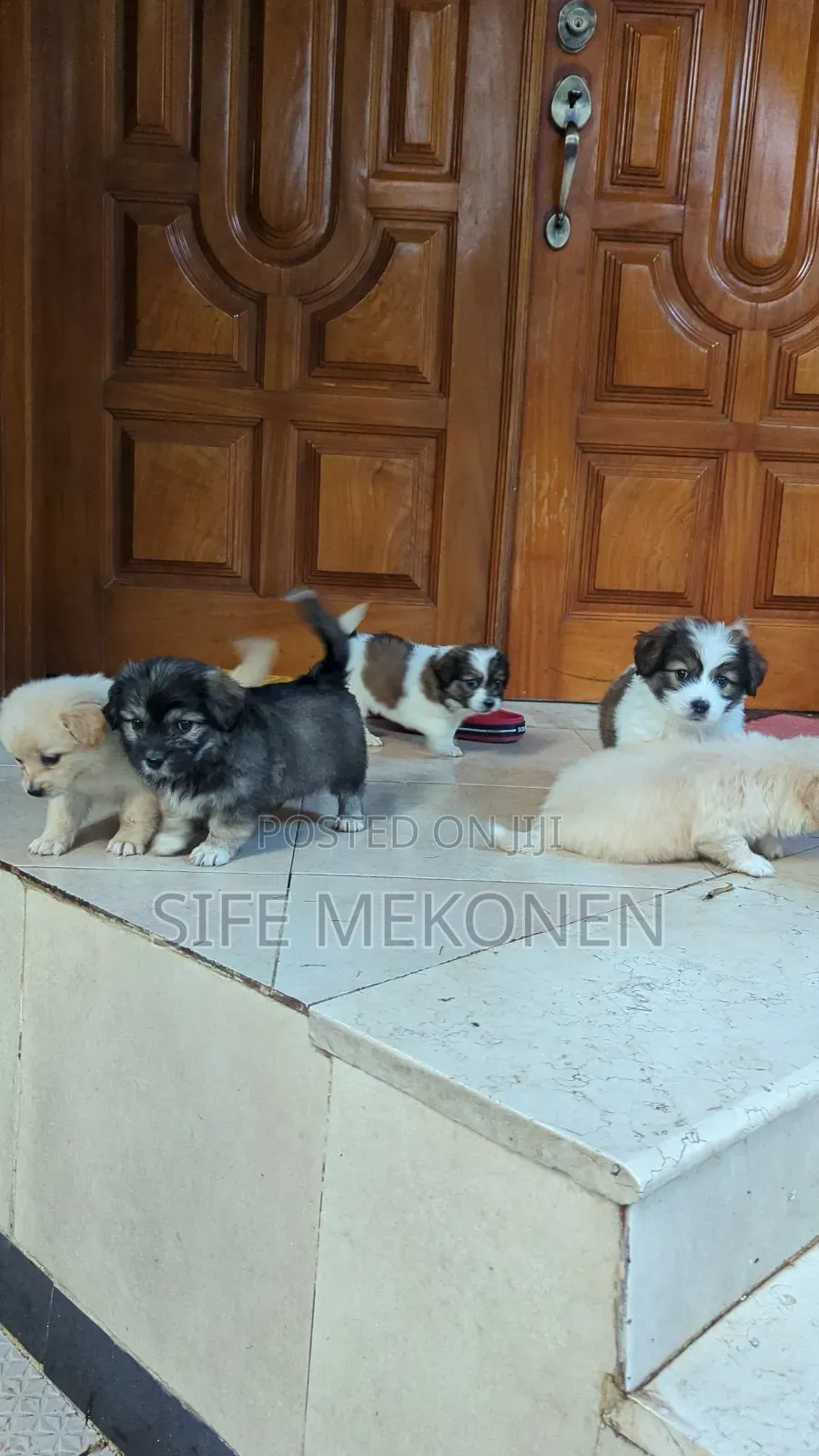 1-3 months Male Purebred Maltese