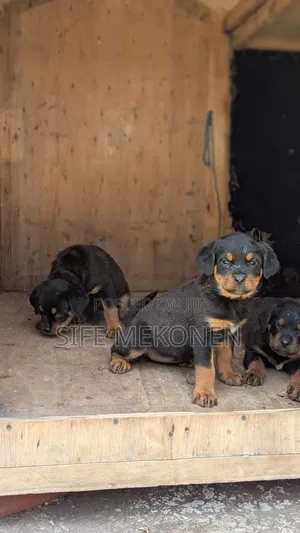 1-3 months Male Purebred Rottweiler