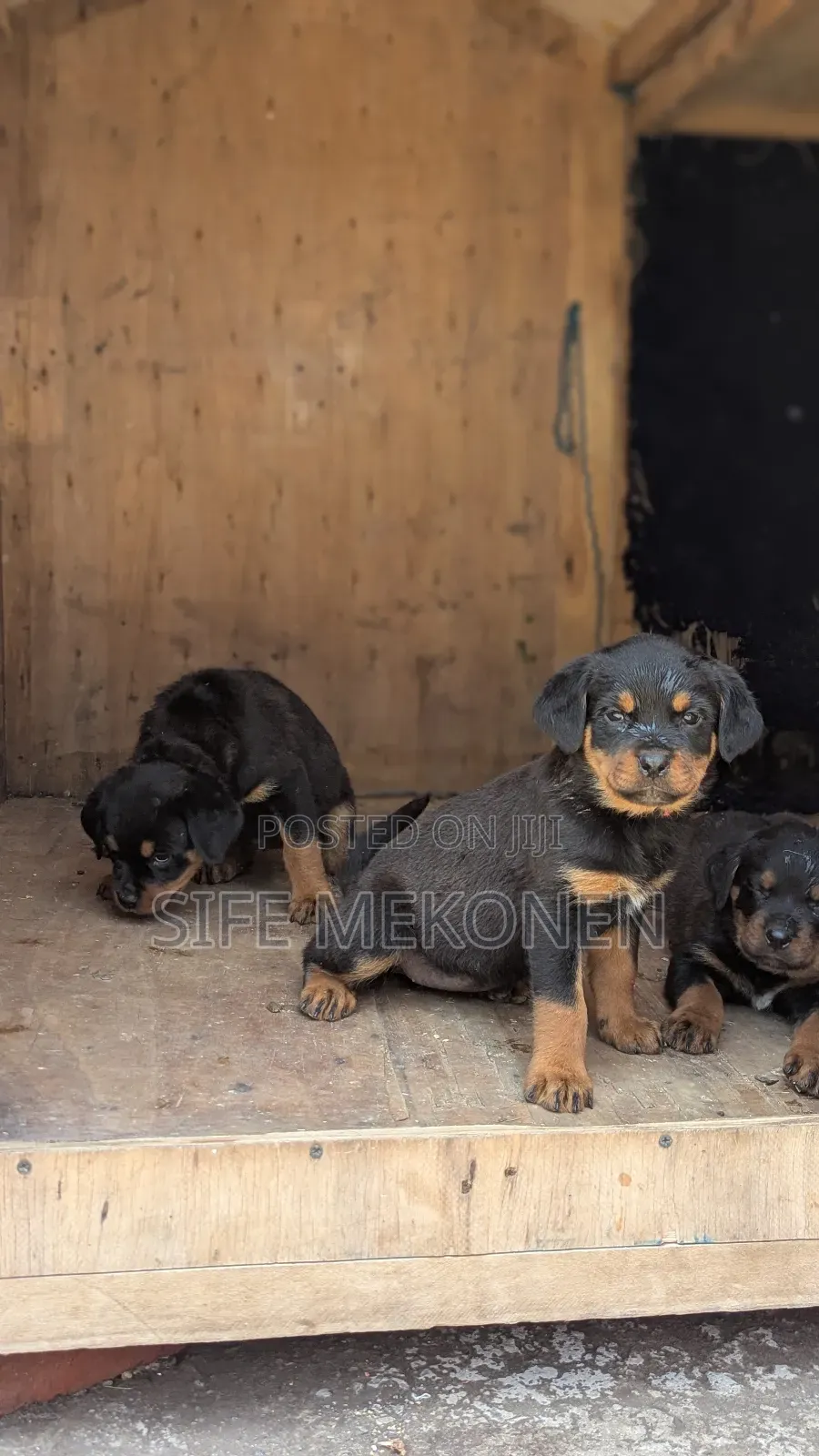 1-3 months Male Purebred Rottweiler