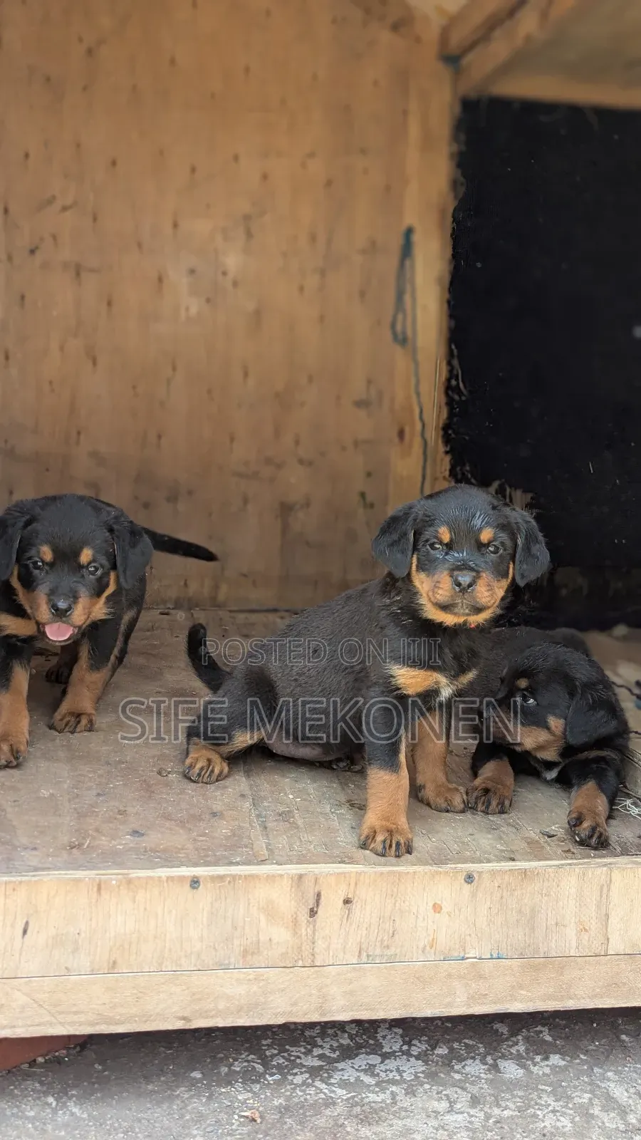 1-3 months Male Purebred Rottweiler