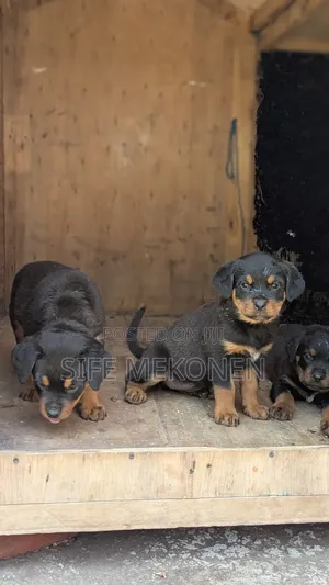 1-3 months Male Purebred Rottweiler