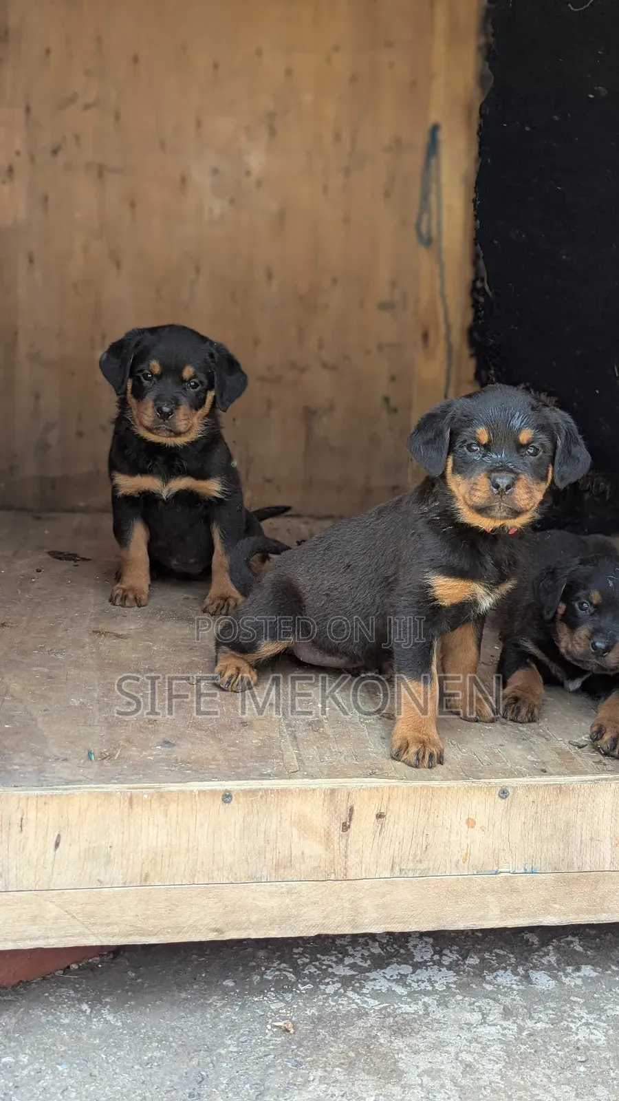1-3 months Male Purebred Rottweiler