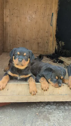 Photo - 1-3 months Female Purebred Rottweiler
