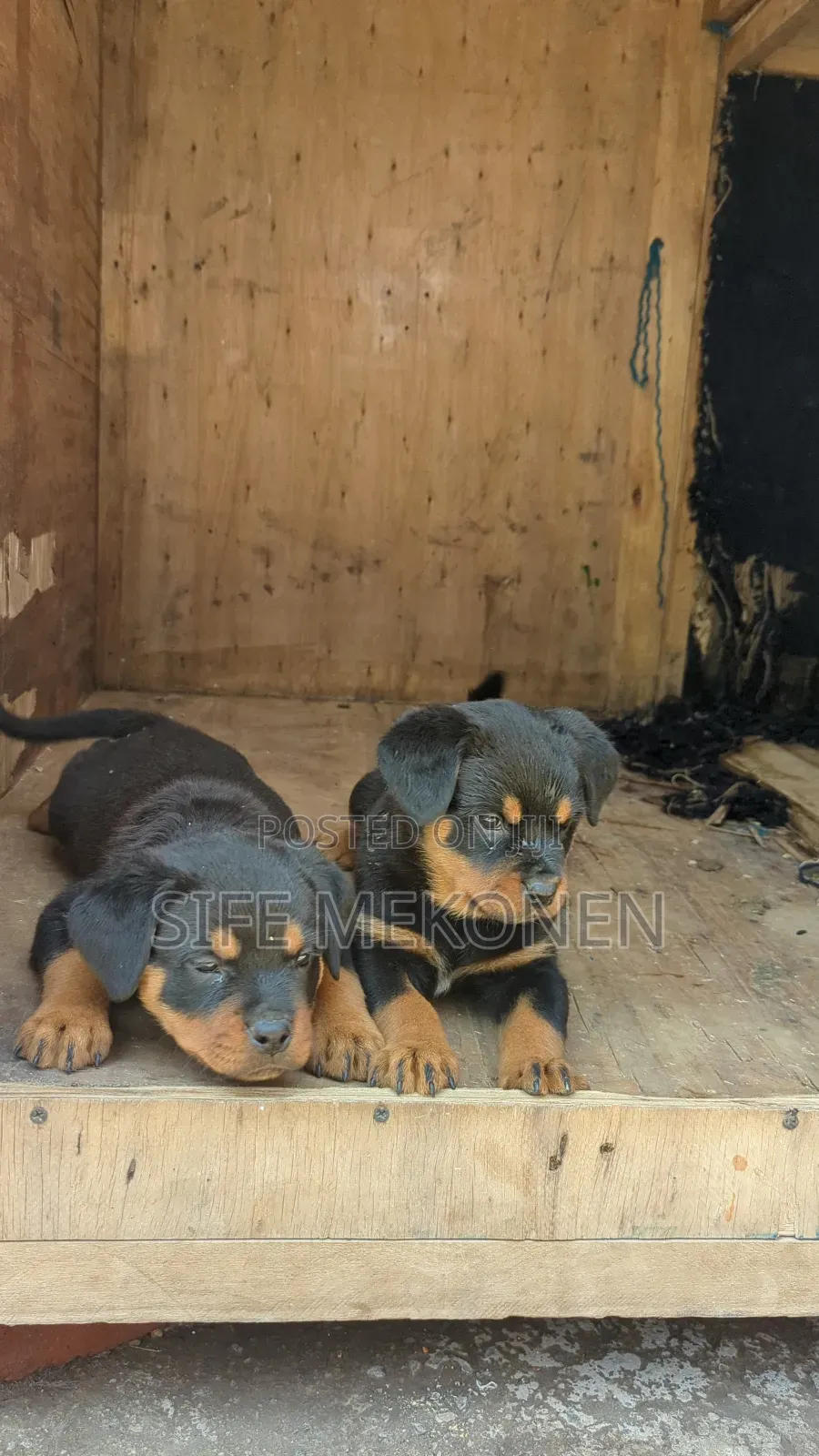 1-3 months Female Purebred Rottweiler