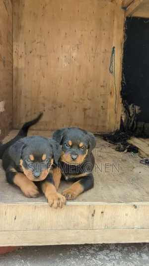 1-3 months Female Purebred Rottweiler