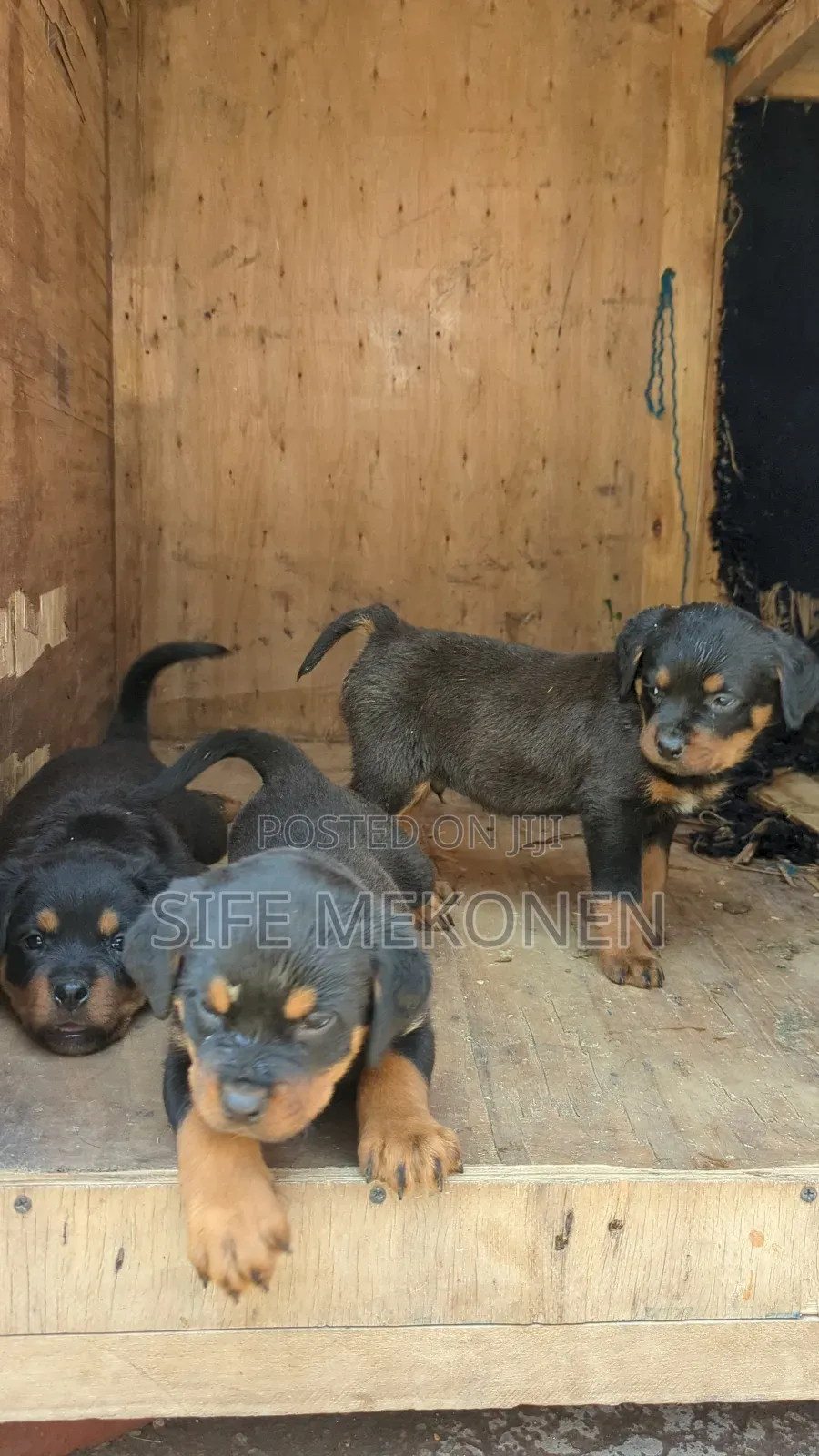 1-3 months Male Purebred Rottweiler