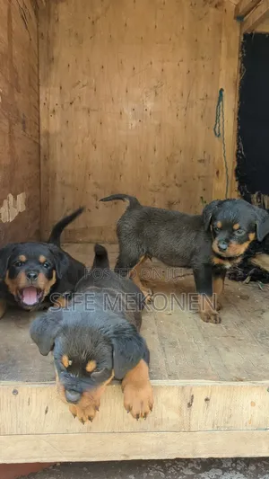 1-3 months Male Purebred Rottweiler