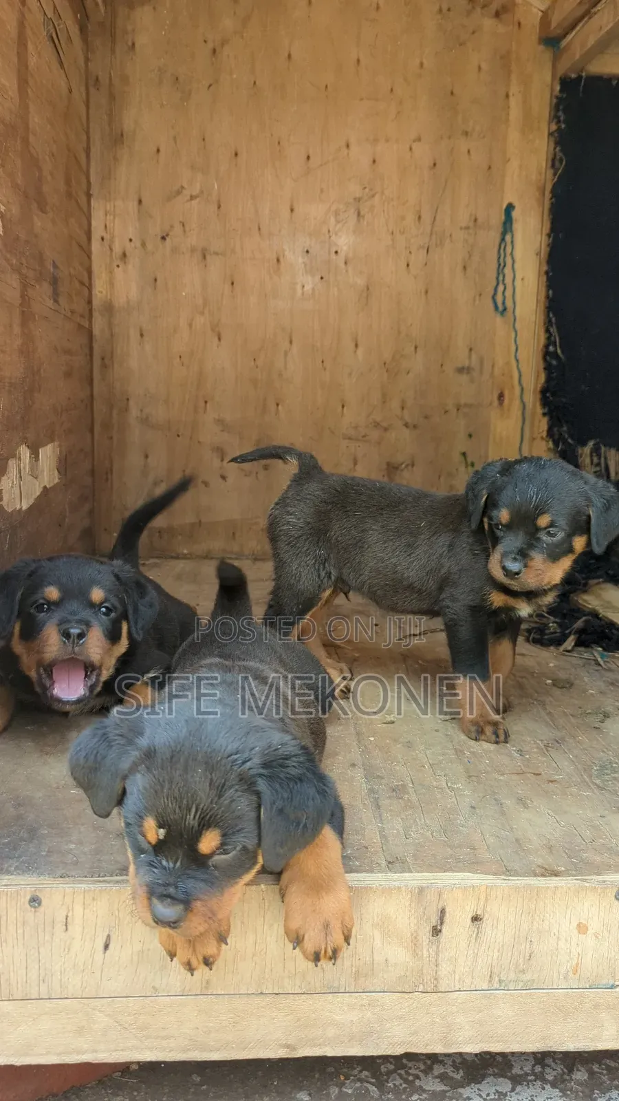 1-3 months Male Purebred Rottweiler