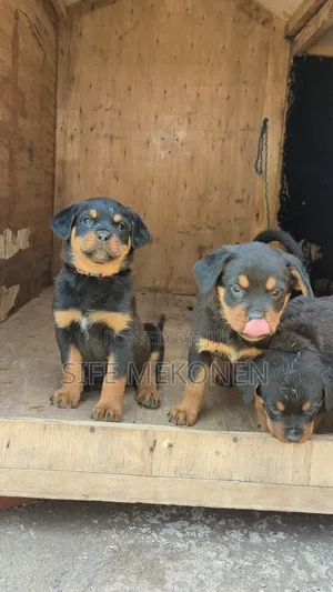 1-3 months Male Purebred Rottweiler