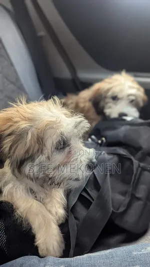 1-3 months Male Purebred Maltese