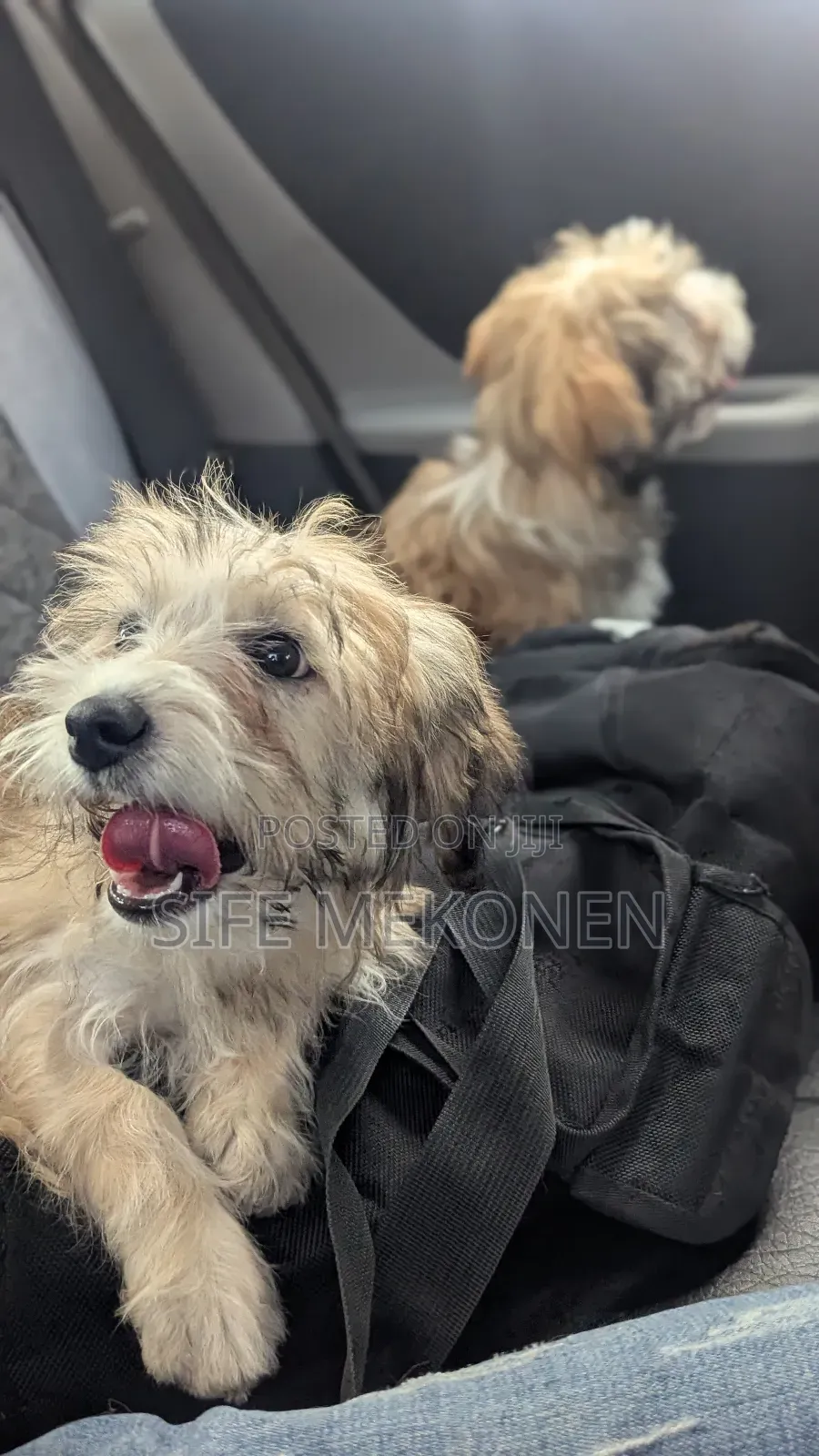 1-3 months Male Purebred Maltese