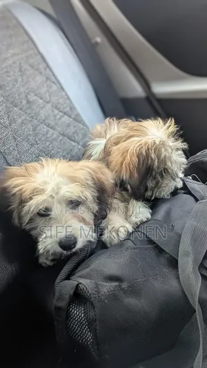 1-3 months Male Purebred Maltese