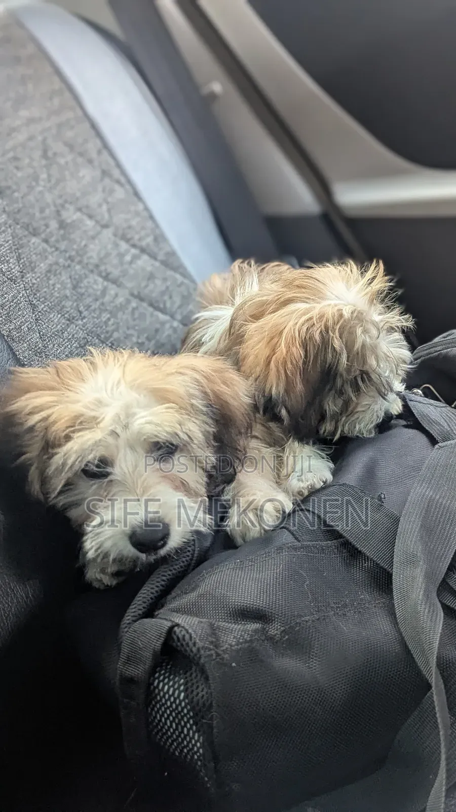 1-3 months Male Purebred Maltese