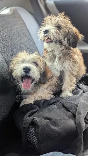 Photo - 1-3 months Male Purebred Maltese