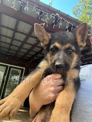Photo - 1-3 months Male Purebred German Shepherd