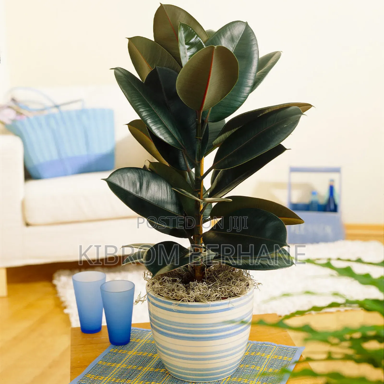 Rubber Plant A.K.A. Ficus Elastica