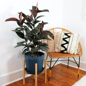 Rubber Plant A.K.A. Ficus Elastica