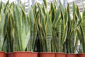 Snake Plant