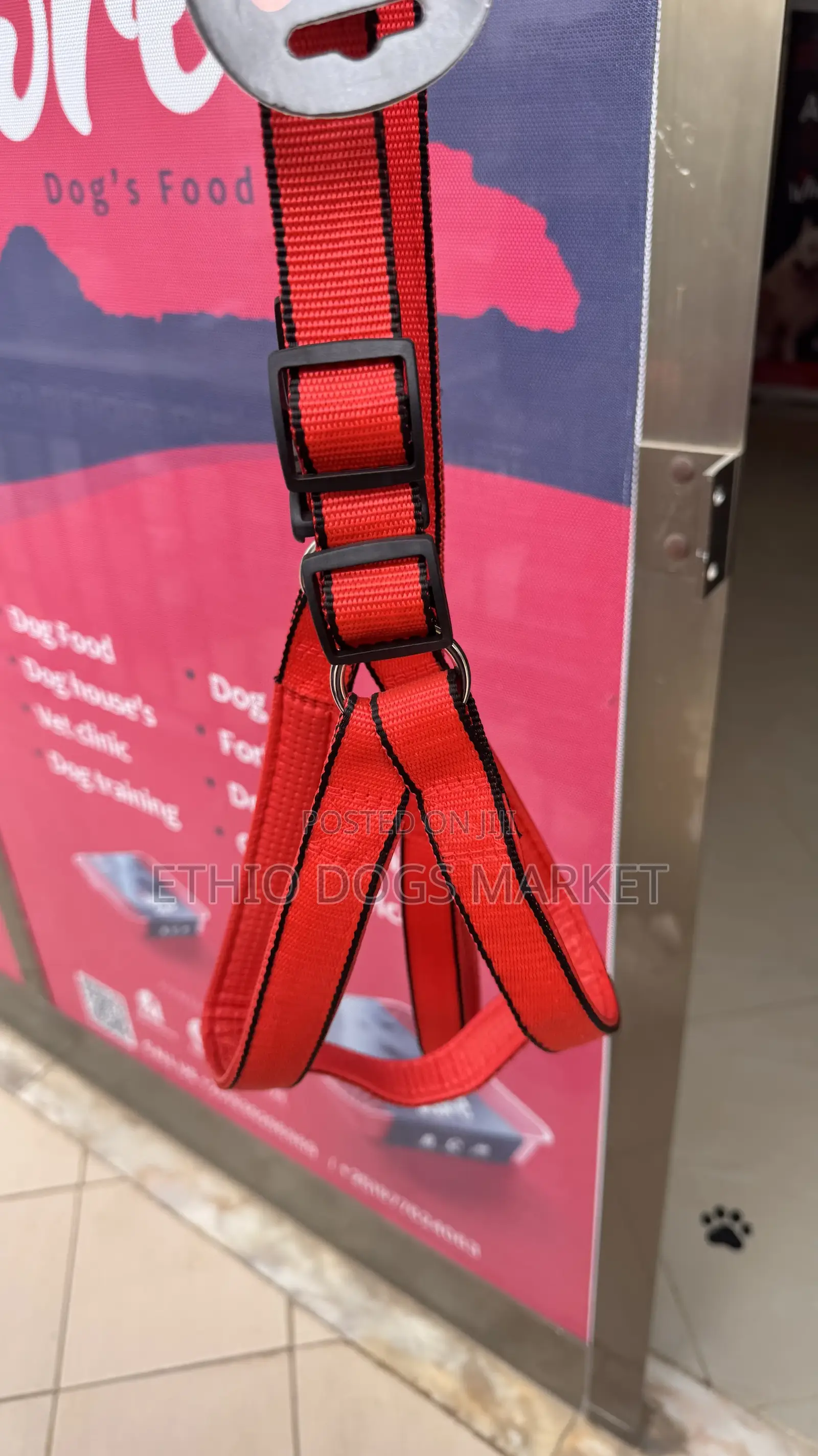  Harness and Leash